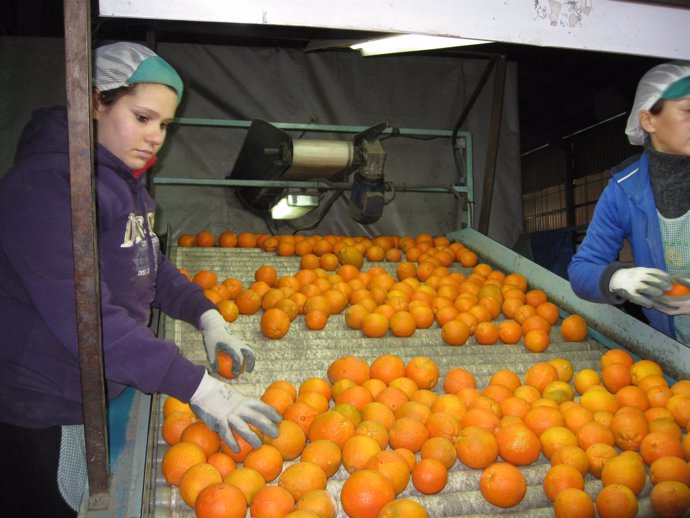 Producción de naranjas en Arboleas (Almería) 