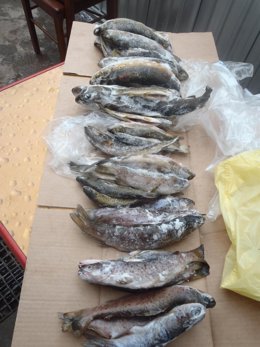 AXENTES DE CONSERVACIÓN DA NATUREZA LOCALIZAN UN RESTAURANTE EN LUGO QUE PRETEND