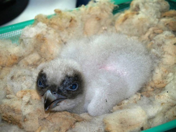 Cría de quebrantahuesos nacido en cautividad