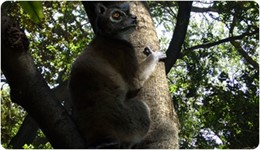 Adapiforme, especie de simio extinto hace 20 millones de años