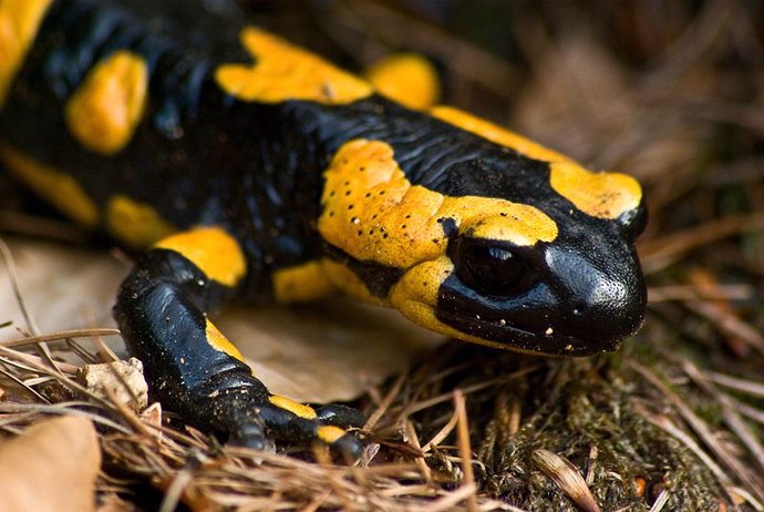 salamandra