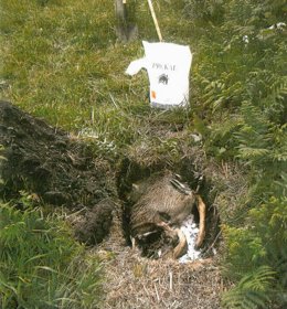 Una de las fotografías de la denuncia, con restos de un corzo a punto de ser ent