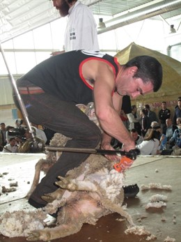 Campeonato Nacional De Esquila De Merinas