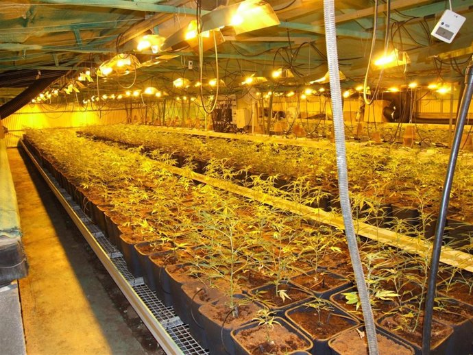 Plantación de marihuana en Bellvei