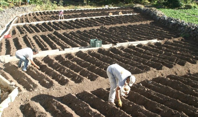 Cultivo De Papas En La Gomera.