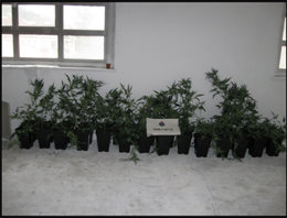 Ermuako trastelekuan aurkituriko marihuana-landareak