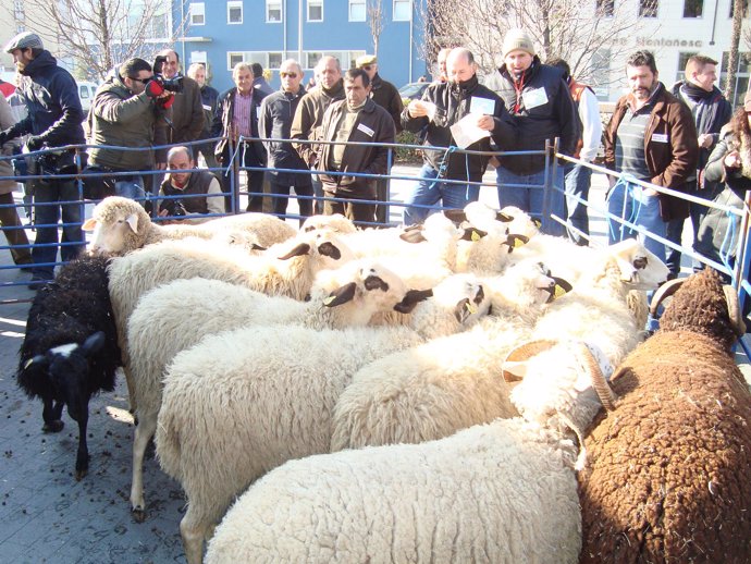 Ganaderos manifestantes junto a varias ovejas