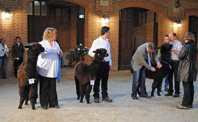 concurso de alpacas