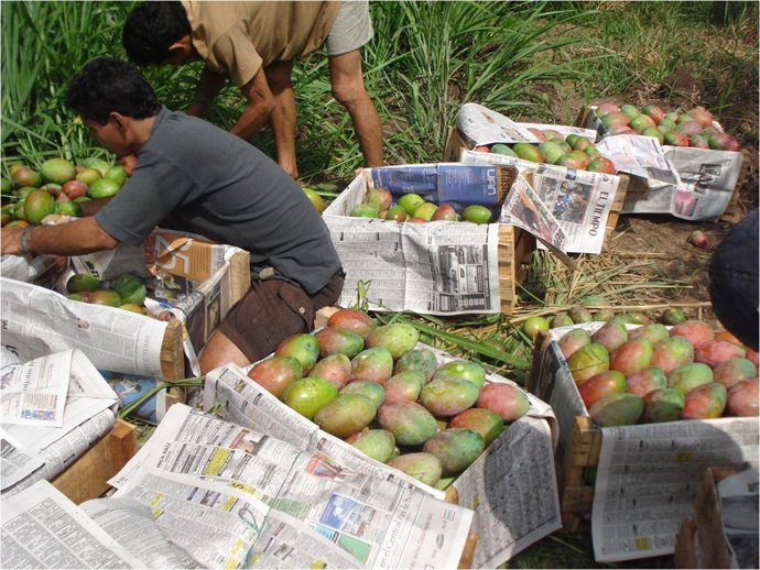 Cosecha de mango