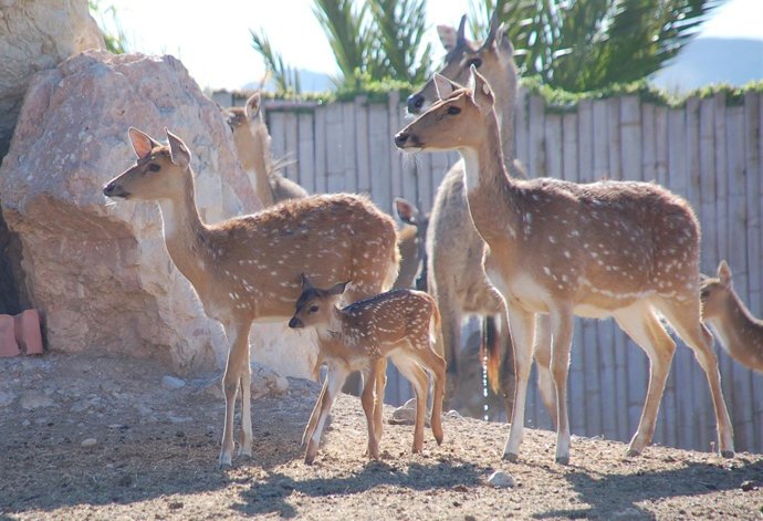 Cría de chital con la manada