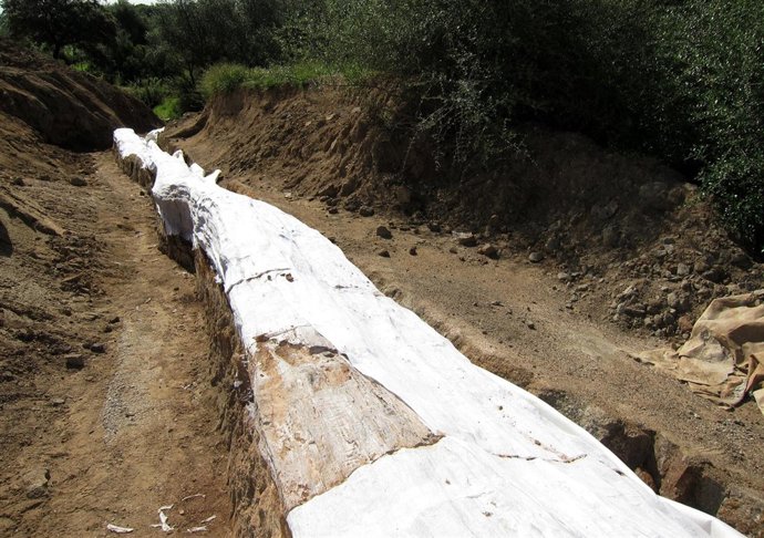 Tronco fósil hallado en la Sierra Norte, con 290 millones de años