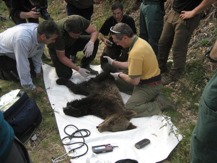 Osa herida hallada en Cangas de Narcea