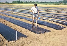 Agricultor En Plantación Hortícola.