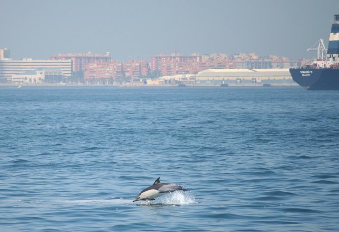 Un ejemplar de Delphi en la Bahía de Algeciras (Cádiz)