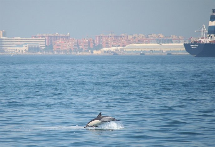 Un ejemplar de Delphi en la Bahía de Algeciras (Cádiz)