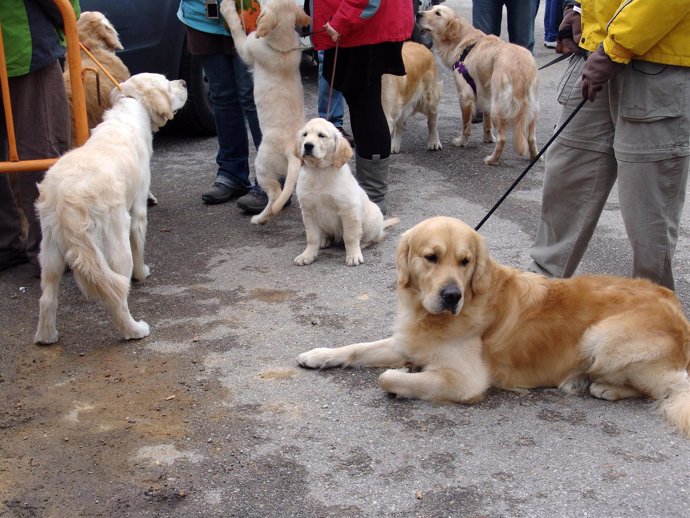 Feria del Perro 2010