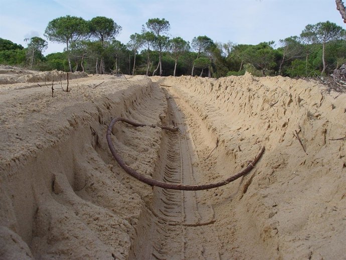 Imagen De La Zona Reforestada En El Portil