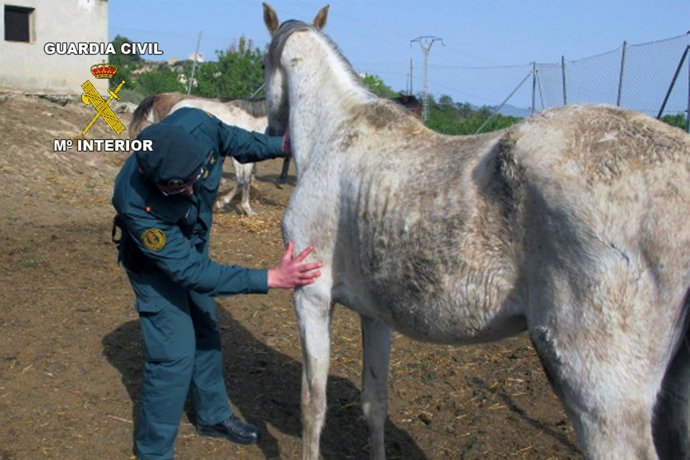 Uno De Los Caballos Intervenidos