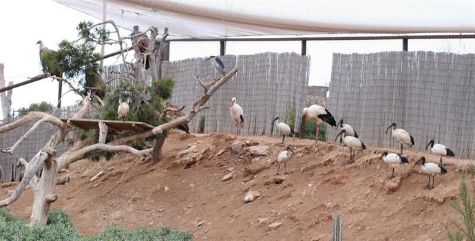 Ibis Sagrados En Terra Natura Murcia