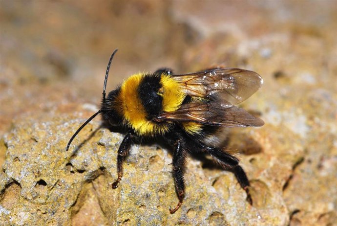 Abejorro Común (Bombus Terrestris)