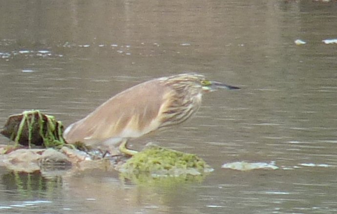 Ejemplar De Un 'Toret'