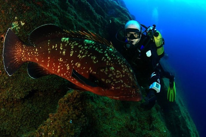El Ministro Miguel Sebastián, Buceando En Aguas De El Hierro