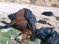 Siguen investigando la muerte de los caballos del alcalde de San Miguel de Aguayo sin descartar hipótesis
