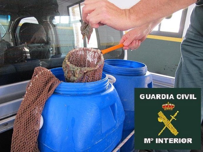 Anémonas Intervenidas En Un Operación En Estepona (Málaga)