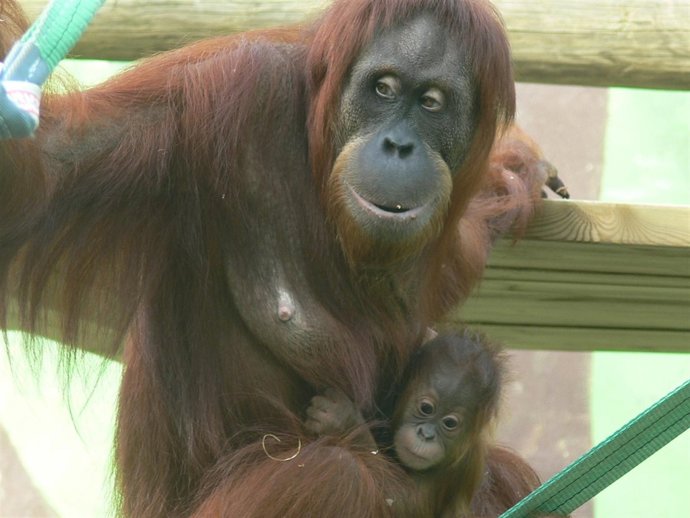 Tuah Y Nuba, Orangutanes De Sumatra En Santillana. 