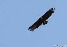 Buitre Negro Avistado En Venta Mina