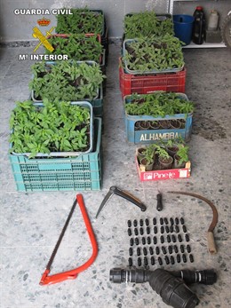 Plantas De Marihuana Decomisadas Por La Guardia Civil De Granada