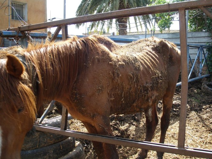 Caballo En Mal Estado Rescatado Por La Generalitat