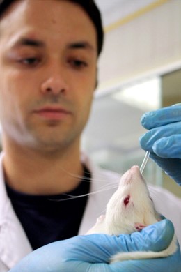 Un Investigador Ensaya Con Un Ratón