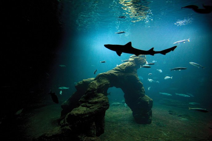 Tiburones en el Museo Marítimo de Santander