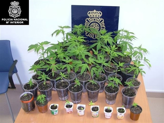 Plantas De Marihuana