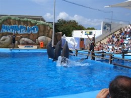 Espectáculo De Delfines En Marineland 