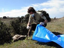 Descubriento De Animal Envenenado