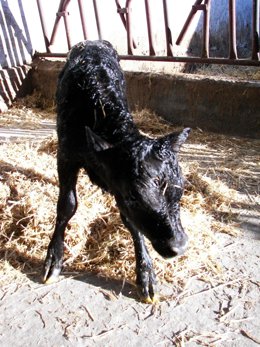 Got, el toro clonado