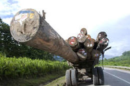 SURVIVAL INTERNATIONAL