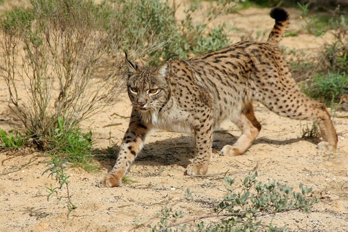 Ejemplar de Lince ibérico