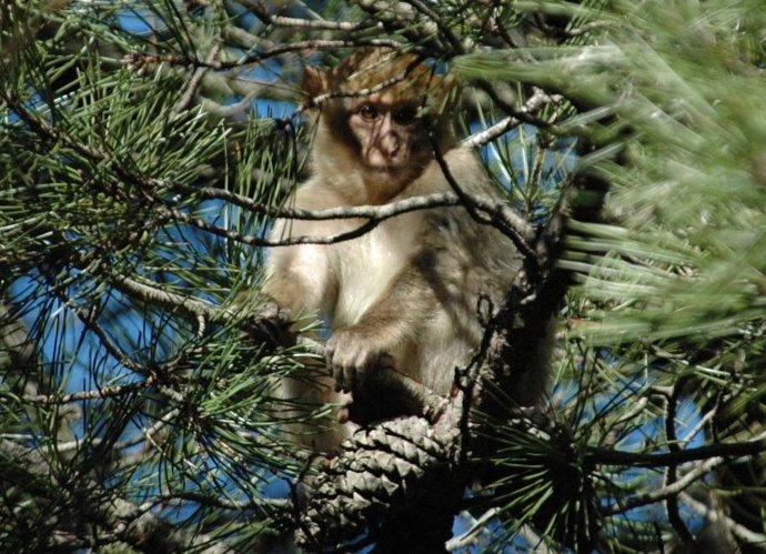 El Macaco De Berbería, Un Primate Que Hace "Miles De Años" Pobló Toda Europa