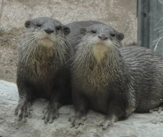 Nutrias En Selwo Aventura