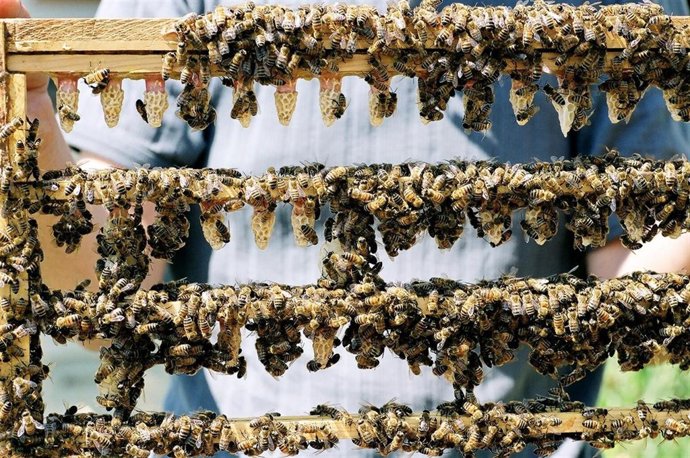 Un Panal De Abejas Productoras De Jalea Real