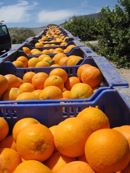 Naranjas