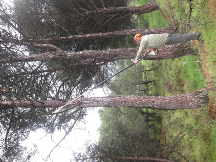 Brigada Forestal Desbrozando El Terreno En Navas Del Rey