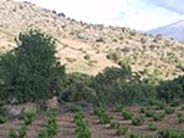 Viñedo De La Variedad Garnacha