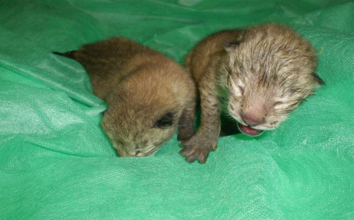 Linces Nacidos El 22 De Abril En El Zoobotánico De Jerez