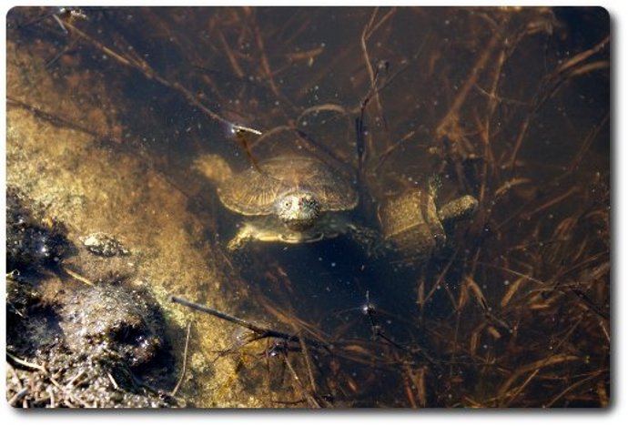 Galápagos Liberados En Zarzalejos