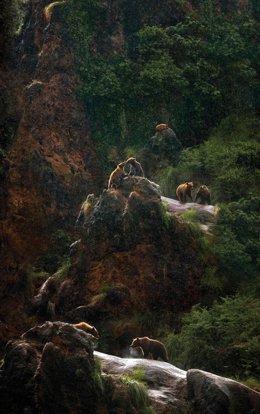 Osos Pardos En El Parque De La Naturaleza De Cabárceno