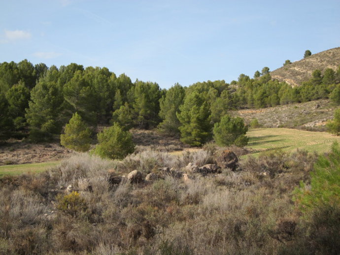 Bosque de pinos
